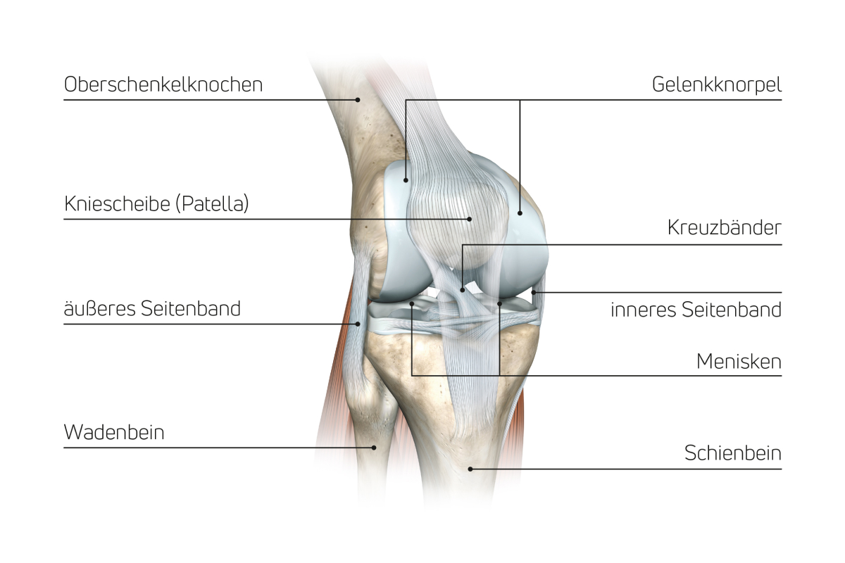 Anatomie Hand