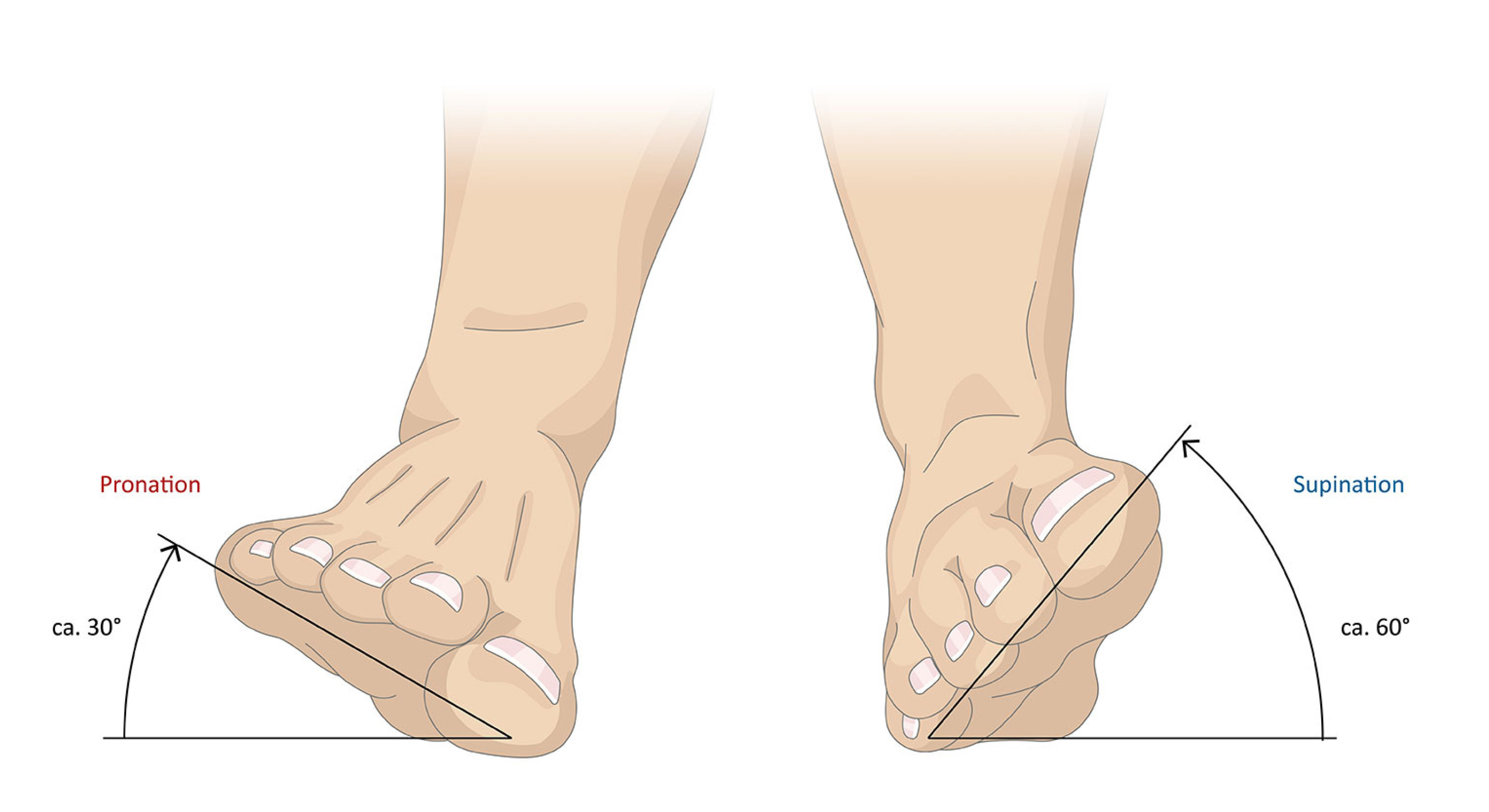 Anatomie Sprunggelenk,  Pronation  und Supination mit Beschriftung, Webiste