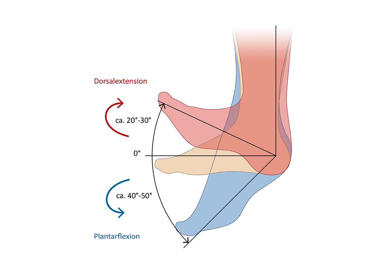 Anatomiegrafik Sprunggelenk, Dorsalextension, Plantarflexion beschriftet, Website