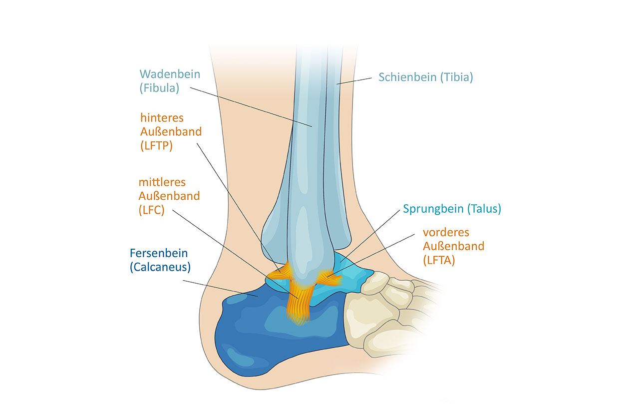 Anatomiegrafik Sprunggelenk, Außenbänder beschriftet, Image Website