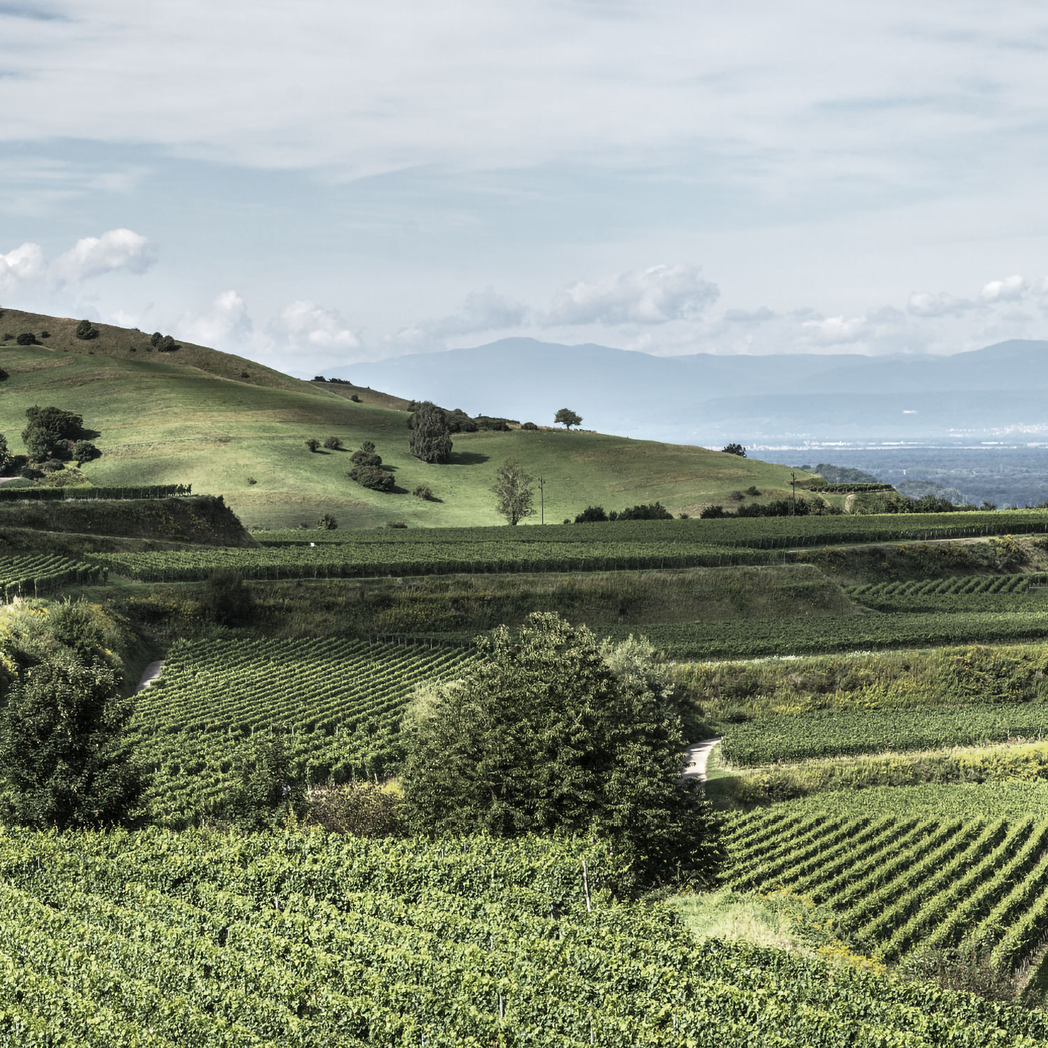 Bilder für Webseite, Ordner: vision mission, Natur Freiburg im Breisgau