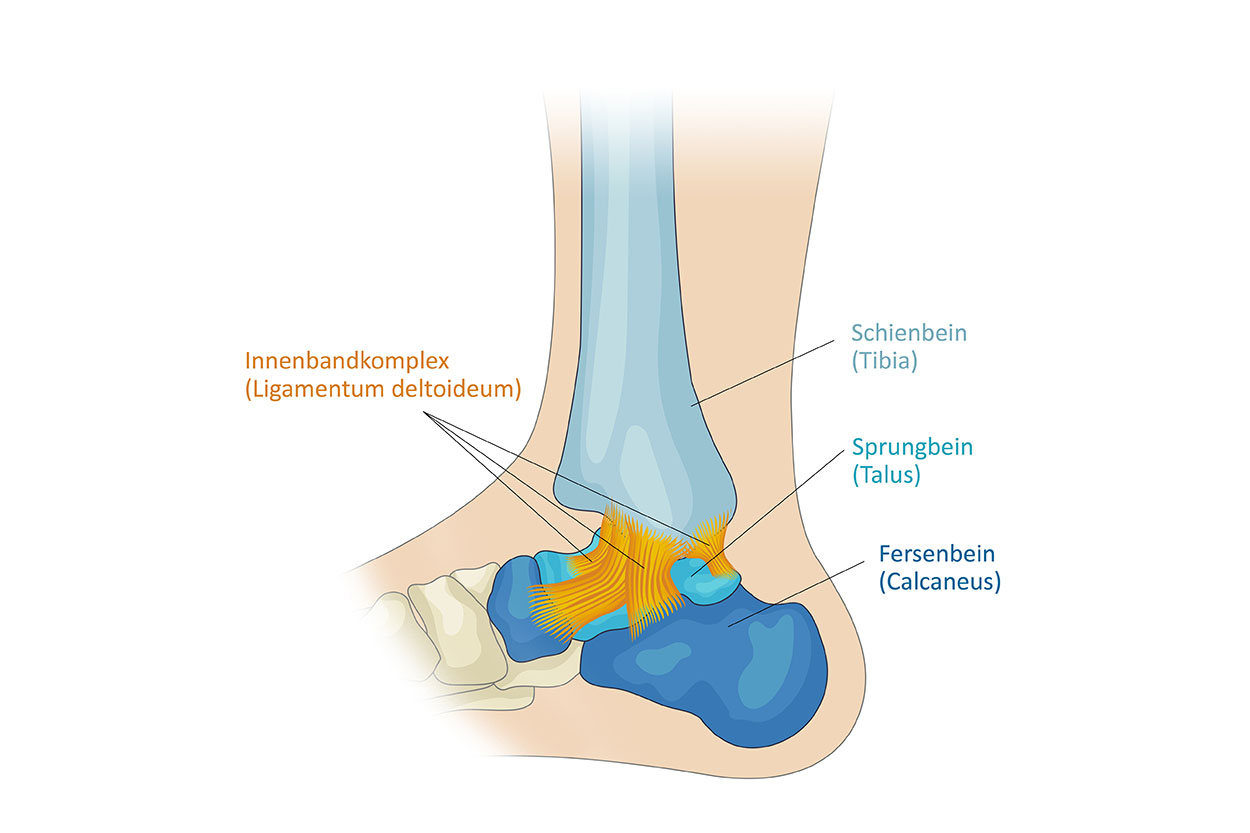 Anatomiegrafik Sprunggelenk, Innenbänder beschriftet, Website